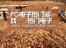 种植基地二
