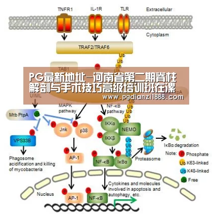 PG最新地址-河南省第二期脊柱解剖与手术技巧高级培训班在漯河医专举行(图3) PG麻将APP下载